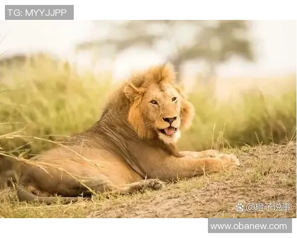 狮子座足球球星代表人物盘点 谁是最具星座魅力的球场巨星